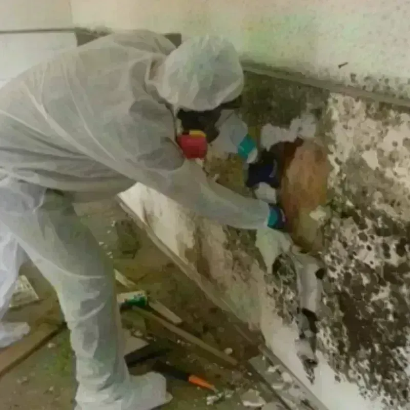 Mold Remediation and Removal in New Ulm, MN